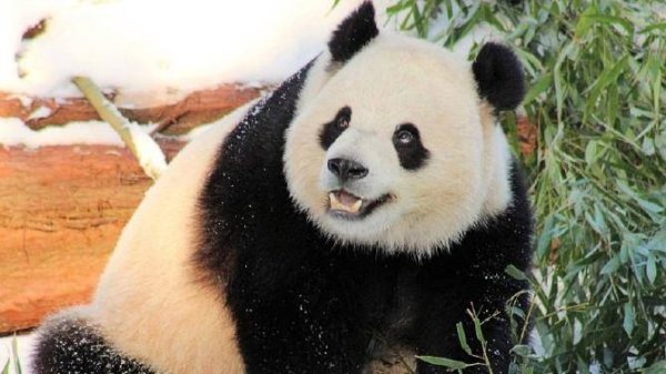 启运操盘 大熊猫“下跪乞食”实为行为训练，官方辟谣请理性看待！