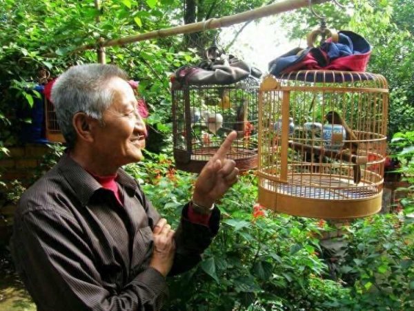 牛人配资 什么鸟好养，又容易与人亲近？看完长知识了！建议收藏